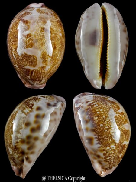 Leporicypraea mappa viridis guamensis 72,3 mm Gem-0