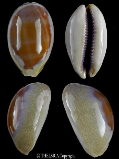Lyncina carneola propinqua 55,9 mm Gem (-)-0