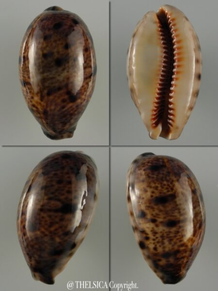 Lyncina lynx ...BIG... 56 mm Gem-0