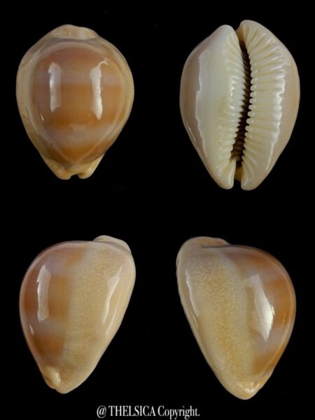 Lyncina sulcidentata .. DWARF... 29,5 mm Gem-0