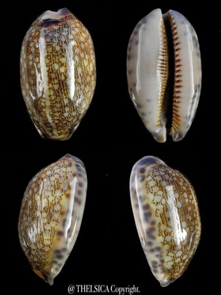Mauritia eglantina ...DWARF... 39,7 mm Gem-0
