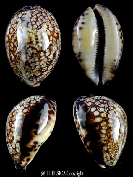 Mauritia histrio westralis ... Big Size.... 71,9 mm Gem-0