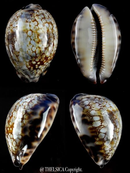 Mauritia histrio westralis 67,1 mm Gem-0