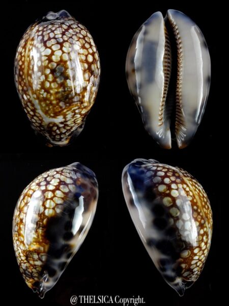 Mauritia histrio westralis 67,9 mm F+++/Gem-0