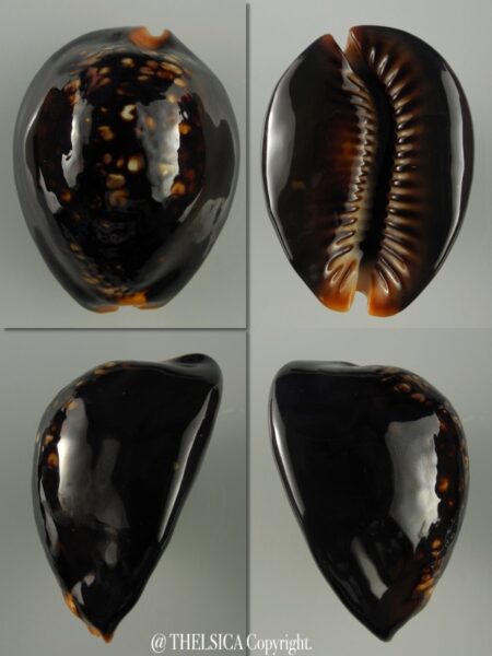 Mauritia mauritiana... DWARF... 51,6 mm Gem-0