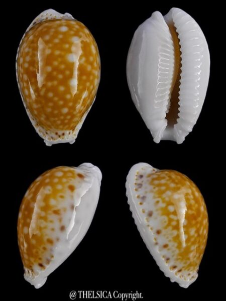 Naria cernica tomlini 22,7 mm Gem-0