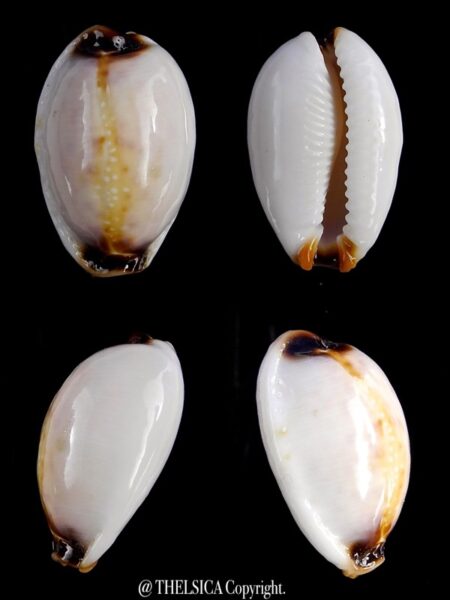 Naria gangranosa reentsii 19,2 mm Gem-0