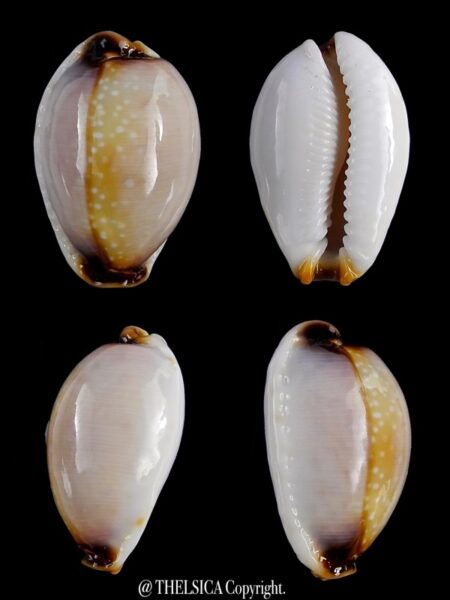 Naria gangranosa reentsii 20,2 mm Gem-0