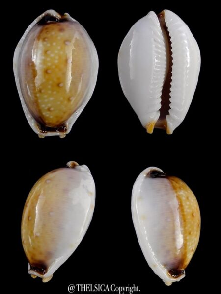 Naria gangranosa reentsii 21,7 mm Gem-0