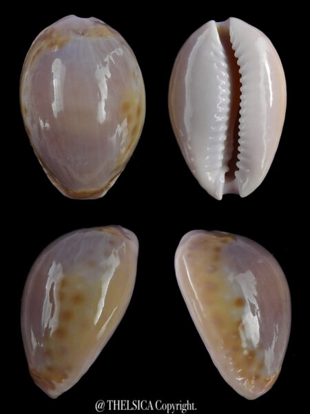 Naria poraria ..SP Un Blotch .. 19,1 mm Gem-0