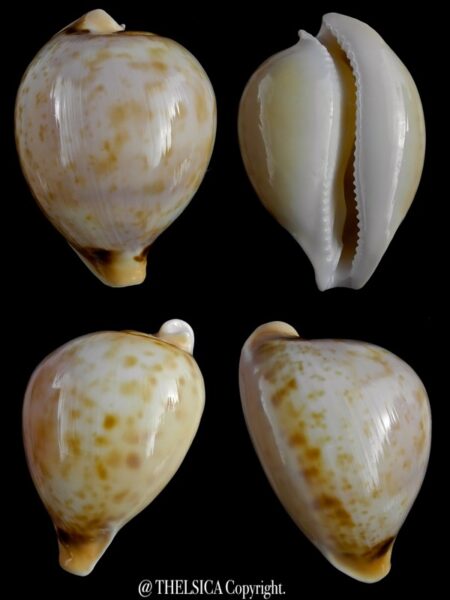 Nesiocypraea teramachii neocaledonica 54,4 mm Gem-0