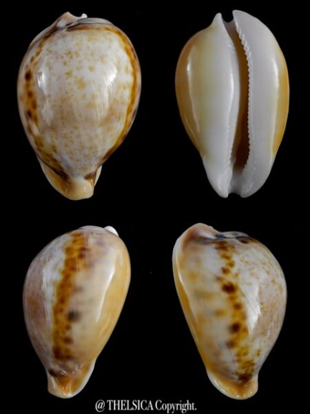 Nesiocypraea teramachii neocaledonica 61,1 mm Gem-0