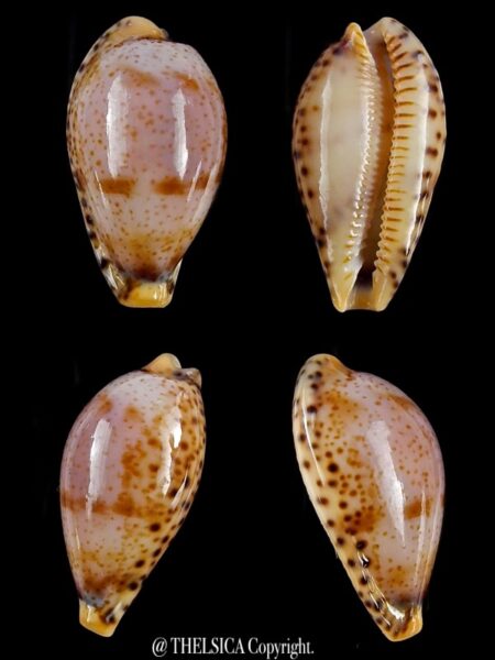 Palmulacypraea boucheti 19,3 mmm Gem-0