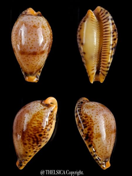 Palmulacypraea boucheti 21,3 mmm Gem-0