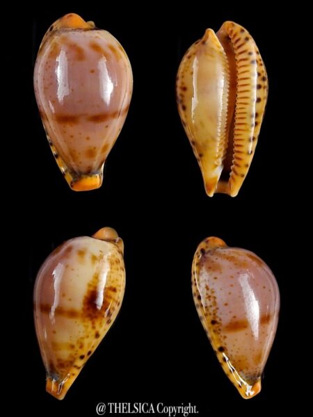 Palmulacypraea boucheti 21,5 mmm Gem-0