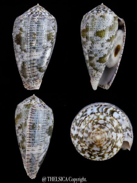 Pionoconus barbara 46,5 mm F+++/Gem W/O-0