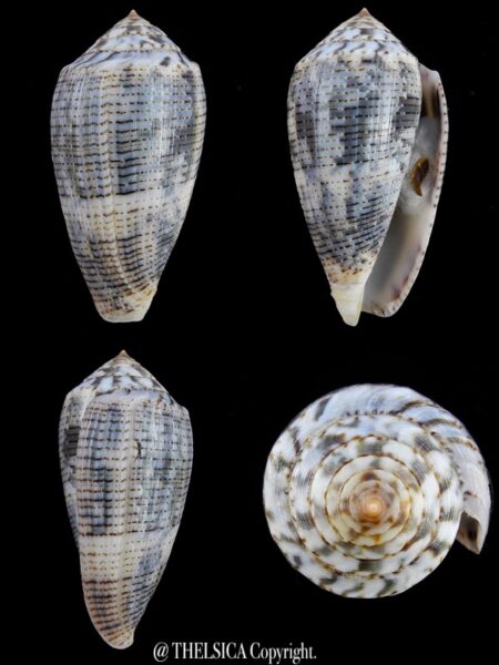 Pionoconus barbara 50,5 mm F+++/Gem W/O-0