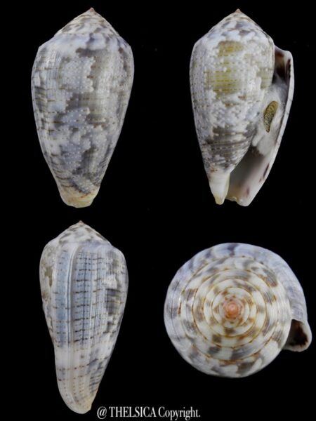Pionoconus barbara... Big Size... 54,5 mm Gem (-) W/O-0