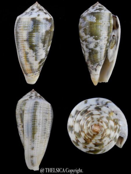 Pionoconus barbara... Big Size... 54,8 mm F++/F+++ W/O-0