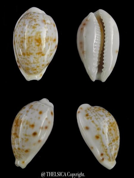 Talostolida rashleighana 17 mm Gem-0