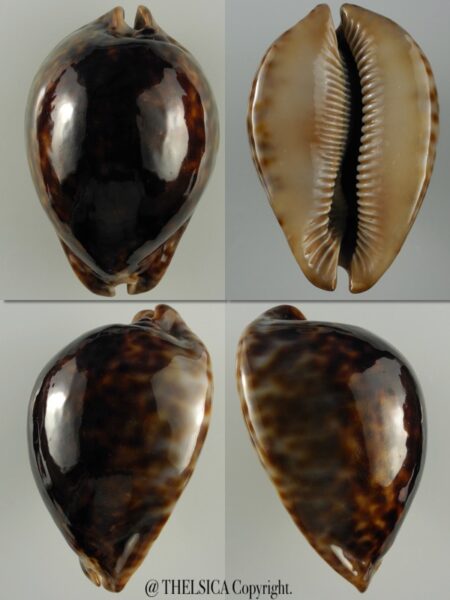 Trona stercoraria ... BLACK ... 77 mm Gem-0