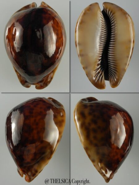 Trona stercoraria ... RUSTY ... 85 mm Gem (-)-0