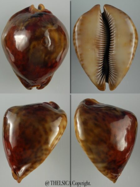 Trona stercoraria ratus ... RUSTY... 72,3 mm Gem (-)-0