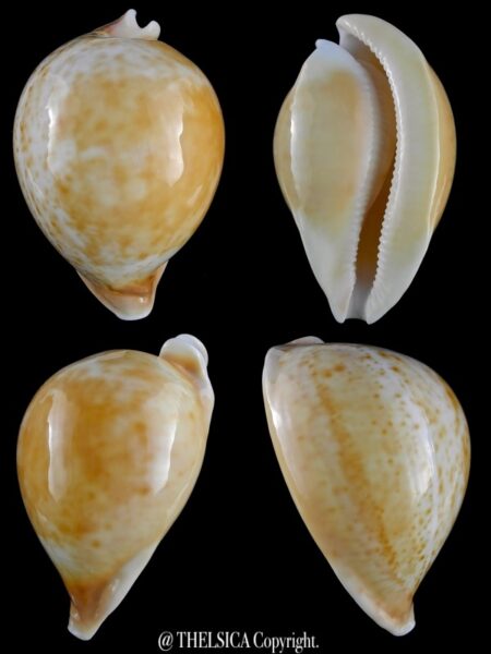 Umbilia armeniaca armeniaca 102 mm Gem-0