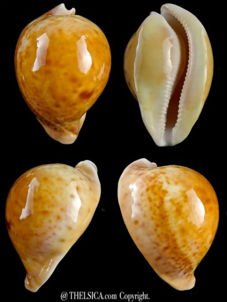 Umbilia armeniaca"Special color caramelised " 79 mm Gem-0