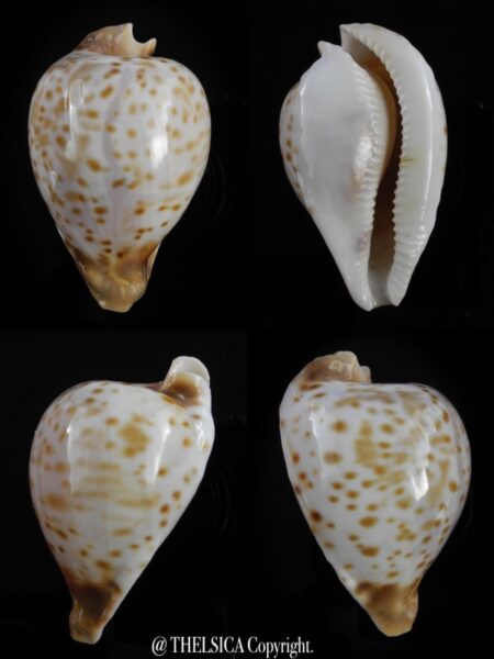 Umbilia oriettae..VERY SMALL SIZE... 61,5 mm Gem-0