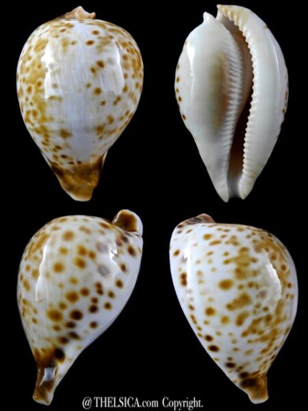 Umbilia oriettae 74,8 mm Gem (-)-0