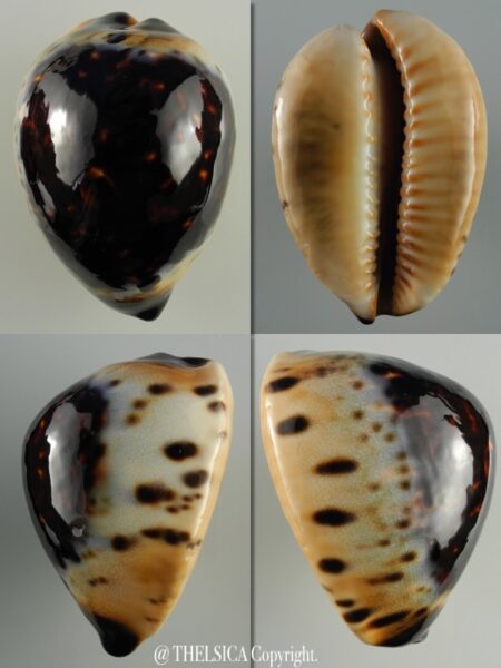 Zoila eludens eludens 64,8 mm Gem-0
