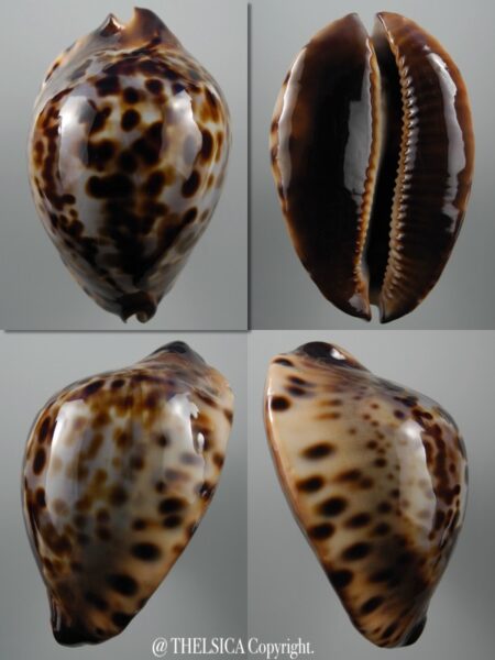Zoila jeaniana sherylae 62,4 mm Gem-0
