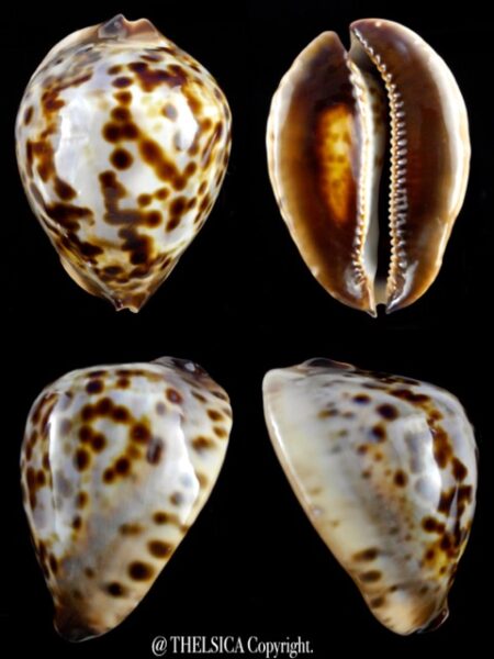 Zoila jeaniana sherylae 62,7 mm F+++/Gem-0