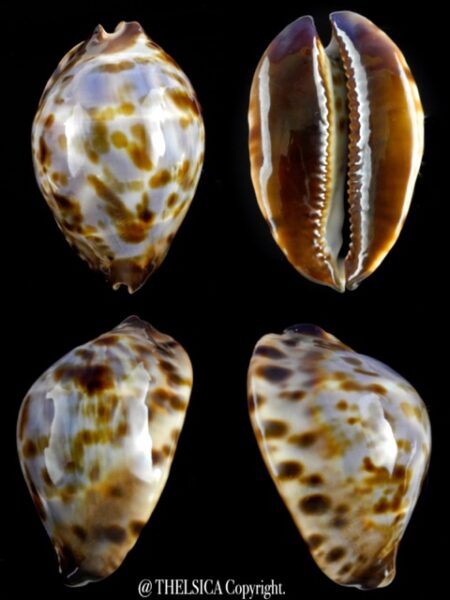 Zoila jeaniana sherylae 64,2 mm Gem (-)-0