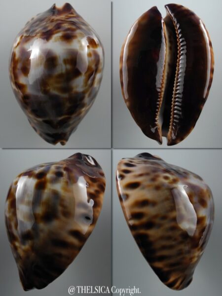 Zoila jeaniana sherylae .... BIG SIZE...69 mm Gem-0