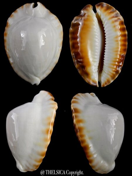 Zoila marginata ketyana hypermarginata 52,2 mm Gem (-)-0