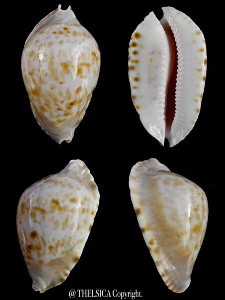 Zoila marginata marginata consueta 57,4 mm Gem-0