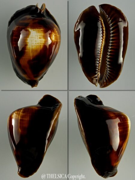 Zoila rosselli latistoma 53,2 mm Gem (-)-0