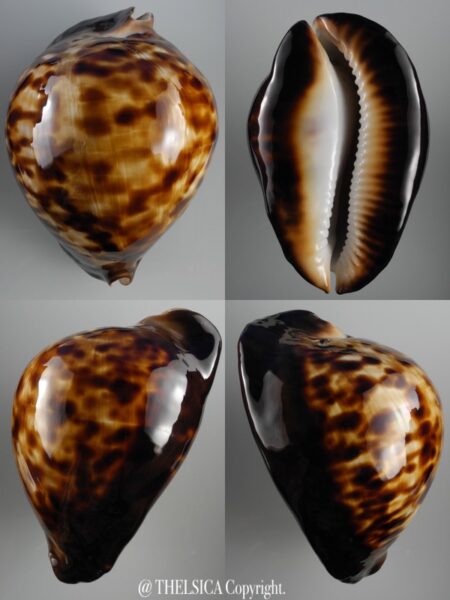 Zoila thersites ....VERY RARE GIANT SIZE.... 94,4 mm Gem-0