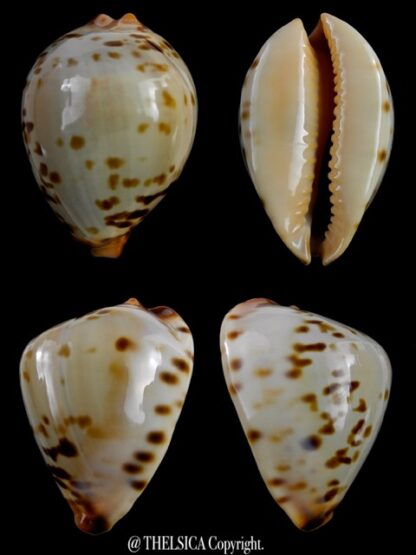 Zoila perlae perlae 42,6 mm Gem-0