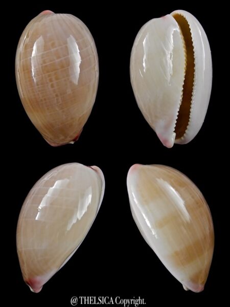 Austrocypraea reevei 32,8 mm Gem (-)-0
