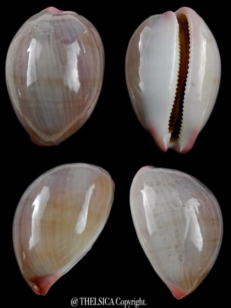 Austrocypraea reevei 37,8 mm F+++/Gem-0