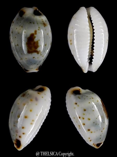 Bistolida hirundo neglecta 13,3 mm Gem-0