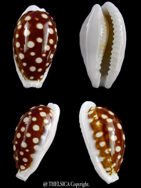 Cribrarula exmouthensis exmouthensis 25,8 mm Gem-0