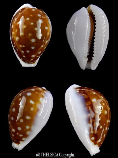 Cribrarula exmouthensis rottnestensis 27,9 mm Gem-0