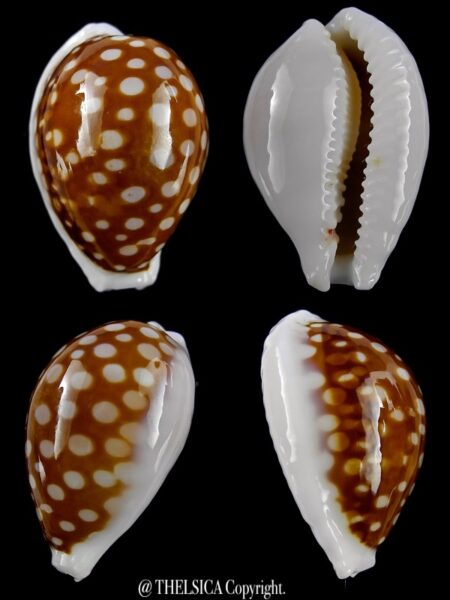 Cribrarula exmouthensis rottnestensis 31,6 mm Gem-0