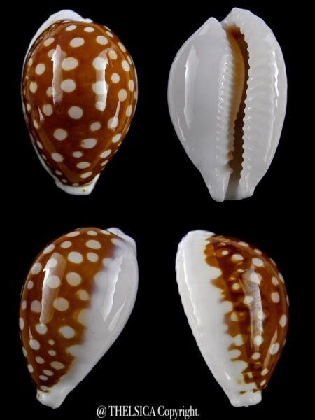 Cribrarula exmouthensis rottnestensis 31 mm Gem-0