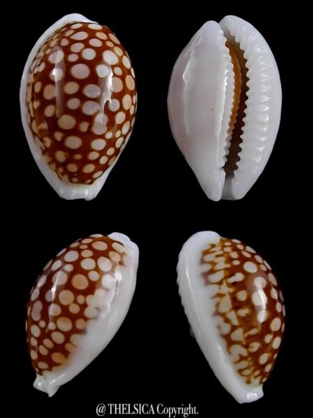 Cribrarula cribraria gravida 25,6 mm Gem-0
