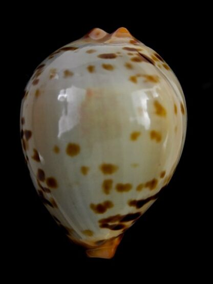 Zoila perlae perlae 42,6 mm Gem-21867